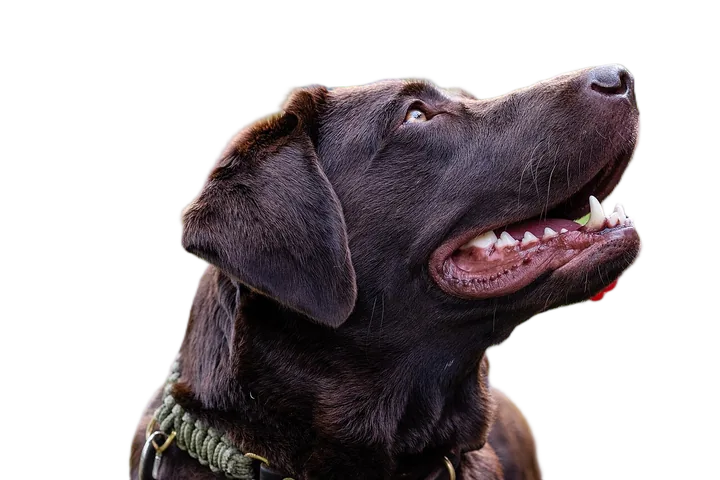 After: the same photo with the background removed, as a transparent PNG